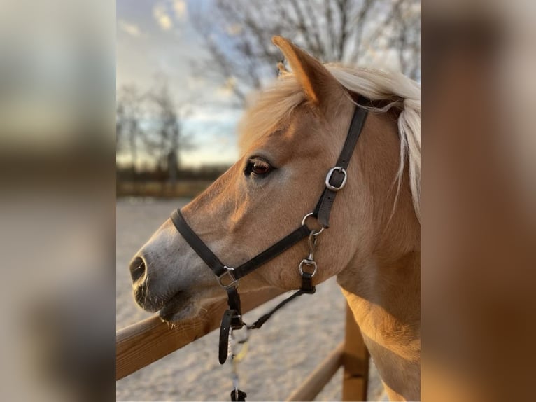 Haflinger / Avelignese Giumenta 17 Anni 145 cm Baio chiaro in Waalre