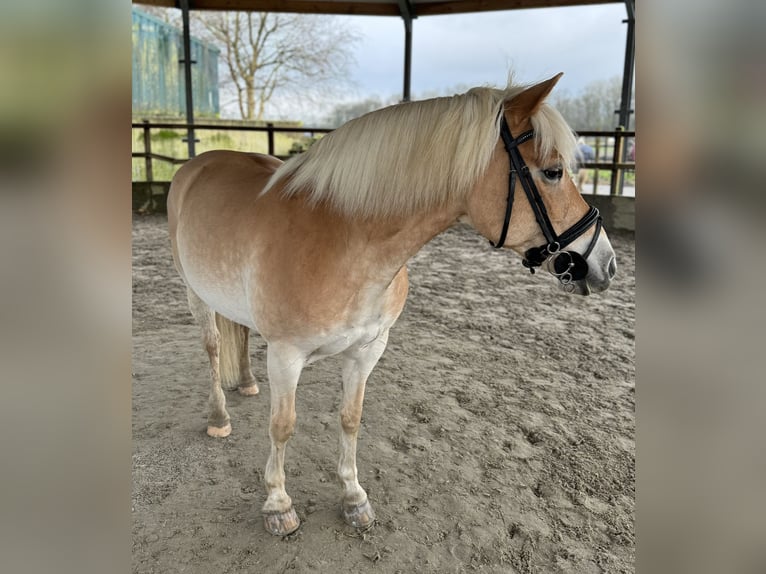 Haflinger / Avelignese Giumenta 17 Anni 145 cm Baio chiaro in Waalre