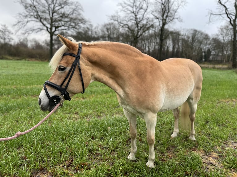 Haflinger / Avelignese Giumenta 17 Anni 145 cm Baio chiaro in Waalre