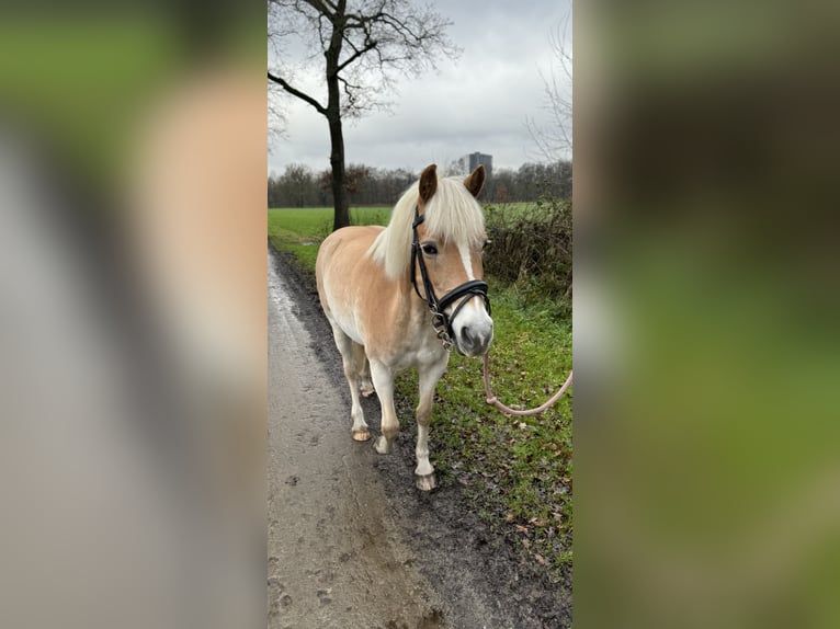 Haflinger / Avelignese Giumenta 17 Anni 145 cm Baio chiaro in Waalre