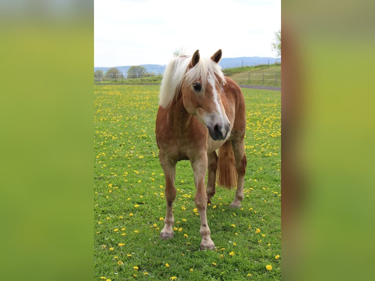 Haflinger / Avelignese Giumenta 17 Anni 148 cm Sauro in Marburg Elnhausen