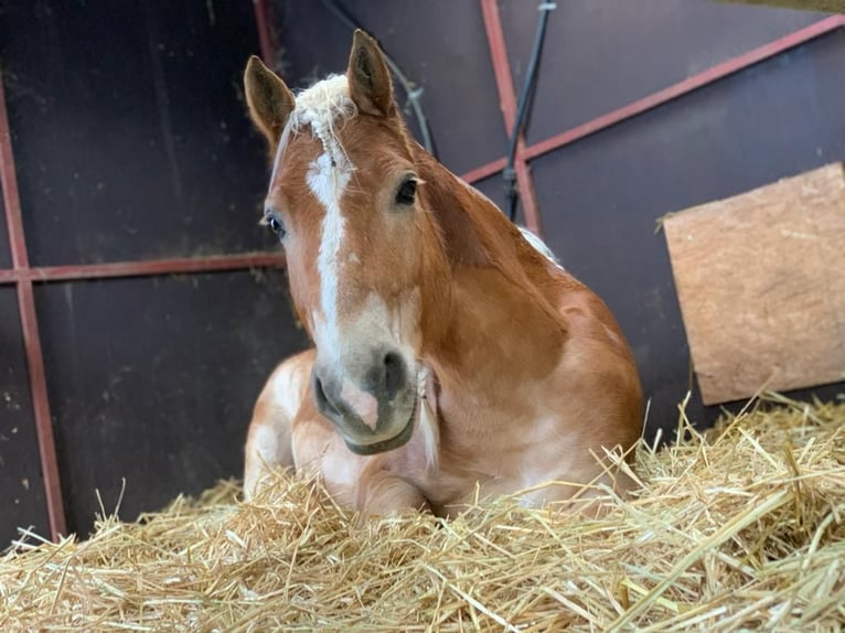 Haflinger / Avelignese Giumenta 17 Anni 148 cm Sauro in Marburg Elnhausen