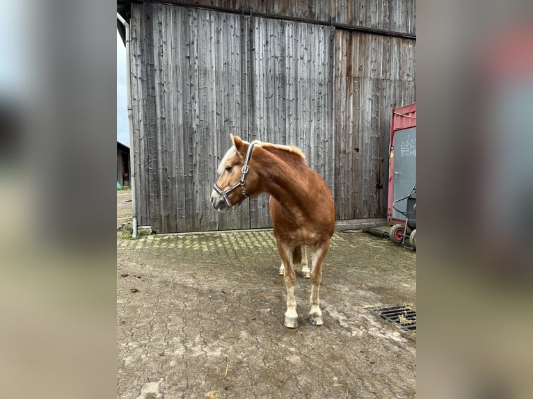 Haflinger / Avelignese Giumenta 17 Anni 149 cm Sauro in Hilden