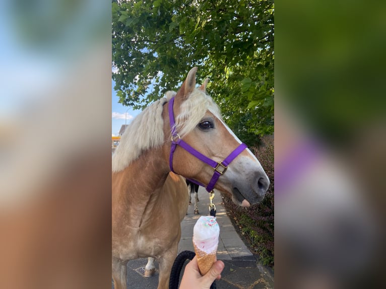 Haflinger / Avelignese Giumenta 17 Anni 149 cm Sauro in Hilden