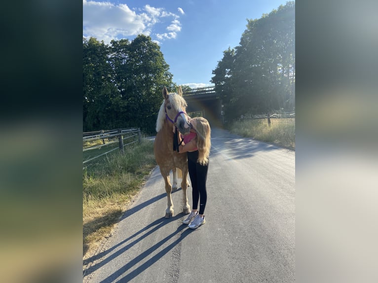 Haflinger / Avelignese Giumenta 17 Anni 149 cm Sauro in Hilden