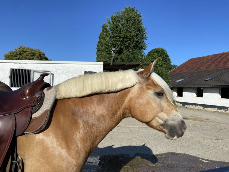 Haflinger / Avelignese Giumenta 17 Anni 149 cm Sauro in Hilden