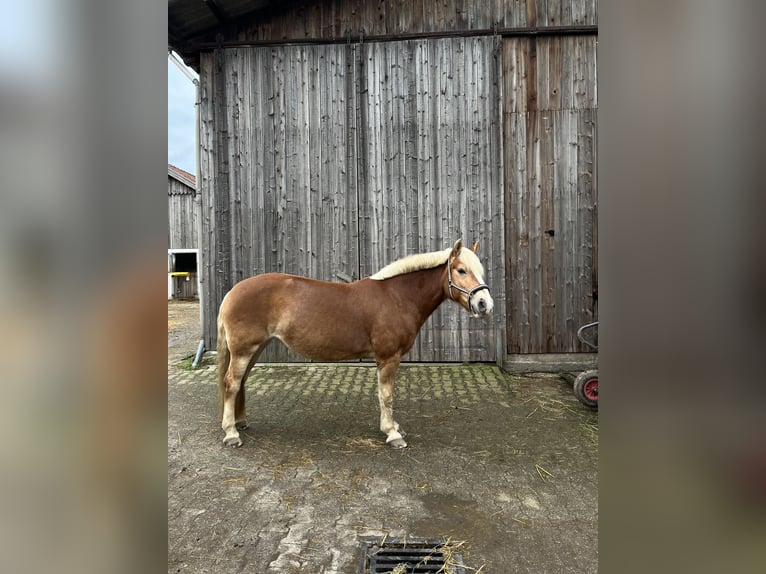 Haflinger / Avelignese Giumenta 17 Anni 149 cm Sauro in Hilden