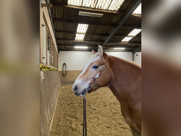 Haflinger / Avelignese Giumenta 17 Anni 149 cm Sauro in Hilden