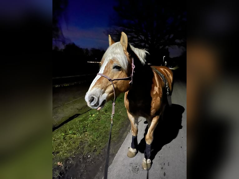 Haflinger / Avelignese Giumenta 17 Anni 149 cm Sauro in Hilden