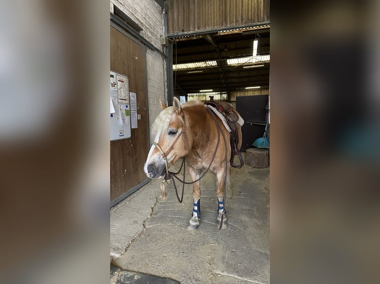 Haflinger / Avelignese Giumenta 17 Anni 149 cm Sauro in Hilden