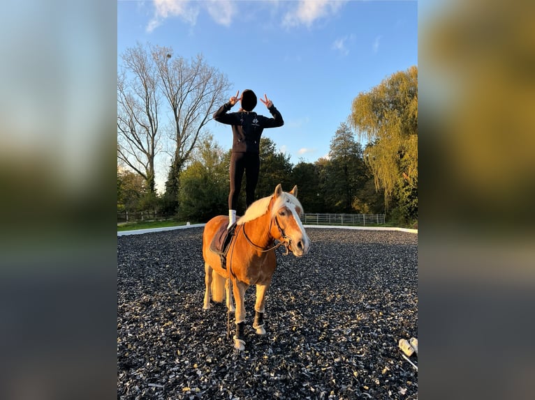 Haflinger / Avelignese Giumenta 17 Anni 149 cm Sauro in Hilden