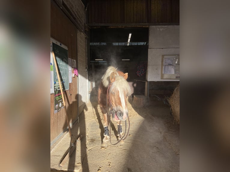 Haflinger / Avelignese Giumenta 17 Anni 149 cm Sauro in Hilden