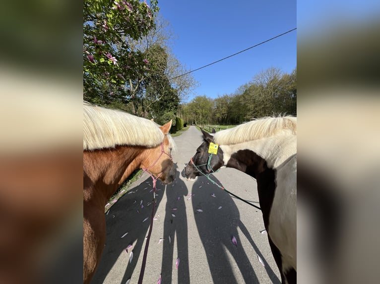 Haflinger / Avelignese Giumenta 17 Anni 149 cm Sauro in Hilden