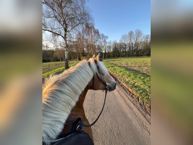 Haflinger / Avelignese Giumenta 17 Anni 149 cm Sauro in Hilden