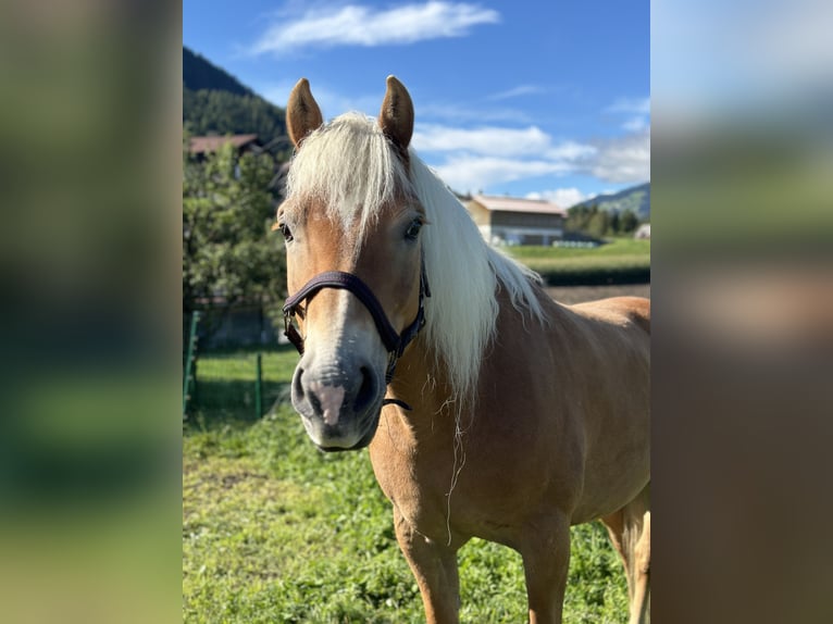 Haflinger / Avelignese Giumenta 17 Anni 149 cm Sauro in Arzl im Pitztal