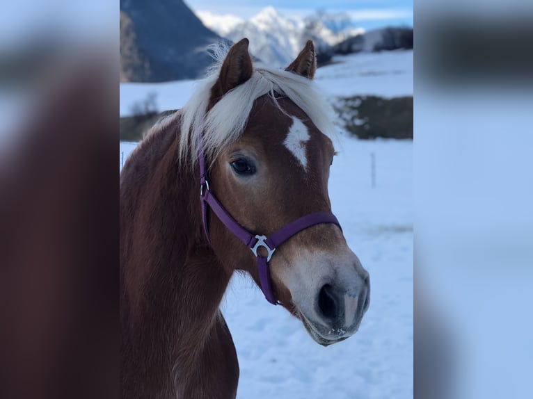 Haflinger / Avelignese Giumenta 17 Anni 149 cm Sauro in Arzl im Pitztal