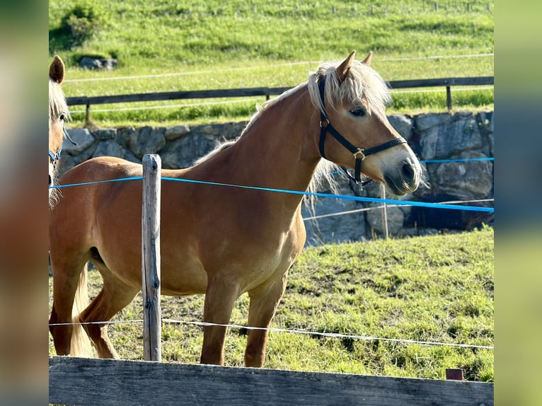 Haflinger / Avelignese Giumenta 17 Anni 149 cm Sauro in Arzl im Pitztal