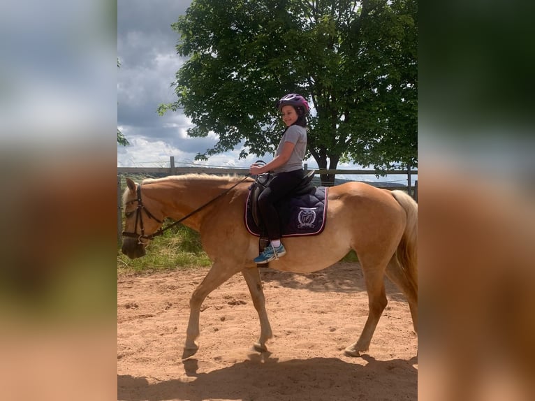 Haflinger / Avelignese Giumenta 17 Anni 152 cm Palomino in Quirnbach