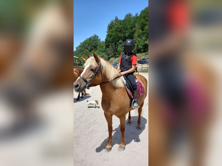 Haflinger / Avelignese Giumenta 18 Anni 140 cm Sauro in Poggio Nativo