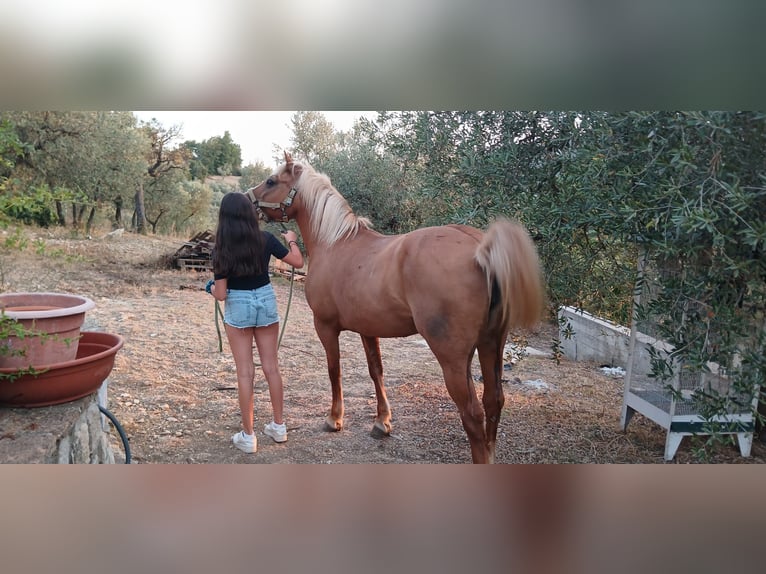 Haflinger / Avelignese Giumenta 18 Anni 140 cm Sauro in Poggio Nativo