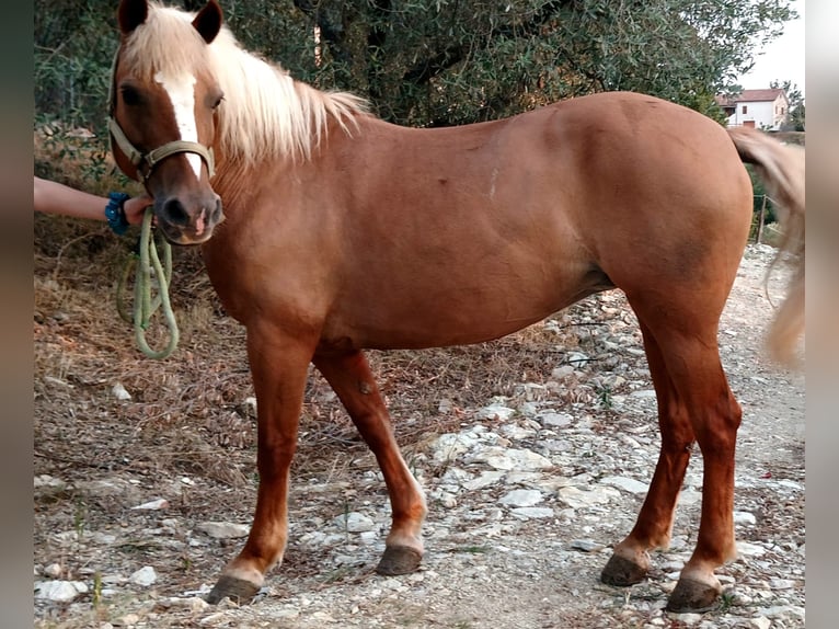 Haflinger / Avelignese Giumenta 18 Anni 140 cm Sauro in Poggio Nativo