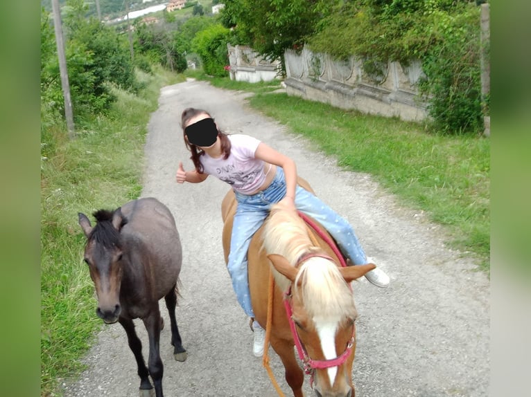 Haflinger / Avelignese Giumenta 18 Anni 140 cm Sauro in Poggio Nativo