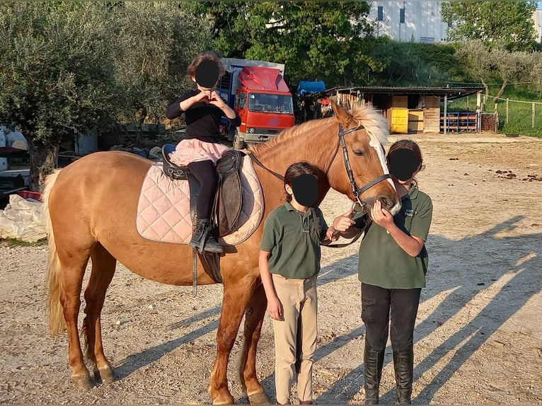 Haflinger / Avelignese Giumenta 18 Anni 140 cm Sauro in Poggio Nativo