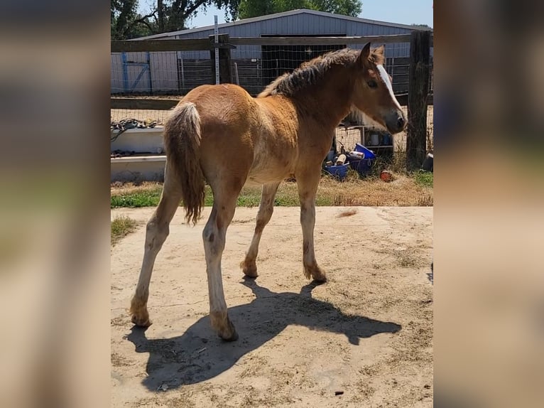 Haflinger / Avelignese Giumenta 18 Anni 142 cm Sauro scuro in Anderson