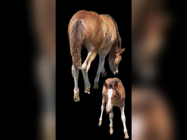 Haflinger / Avelignese Giumenta 18 Anni 142 cm Sauro scuro in Anderson