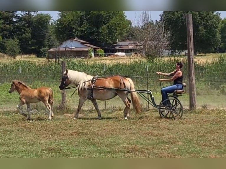 Haflinger / Avelignese Giumenta 18 Anni 142 cm Sauro scuro in Anderson