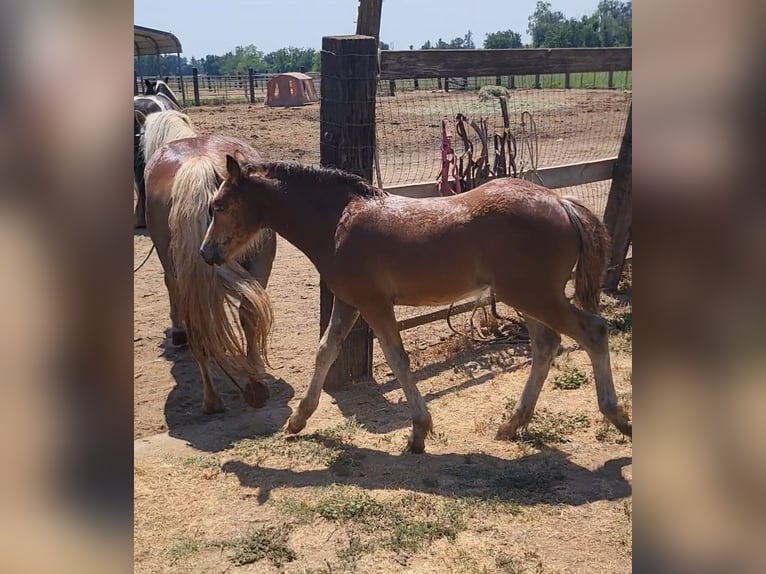 Haflinger / Avelignese Giumenta 18 Anni 142 cm Sauro scuro in Anderson