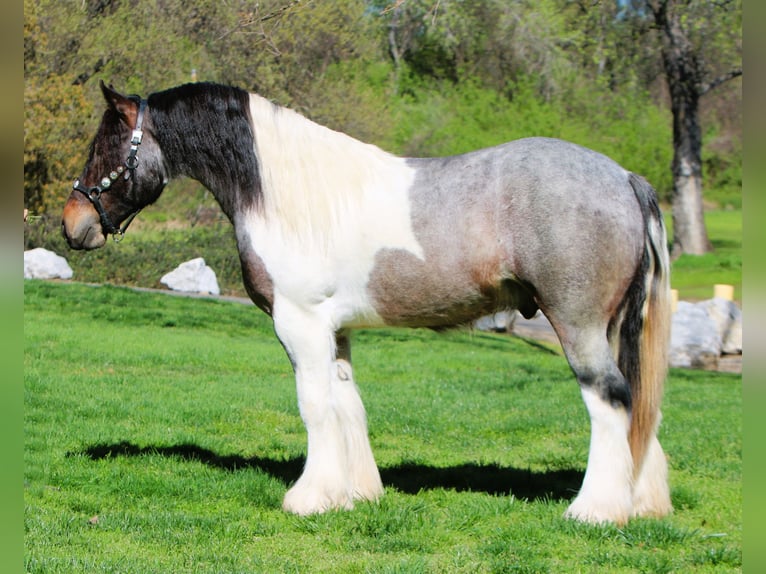 Haflinger / Avelignese Giumenta 18 Anni 142 cm Sauro scuro in Anderson