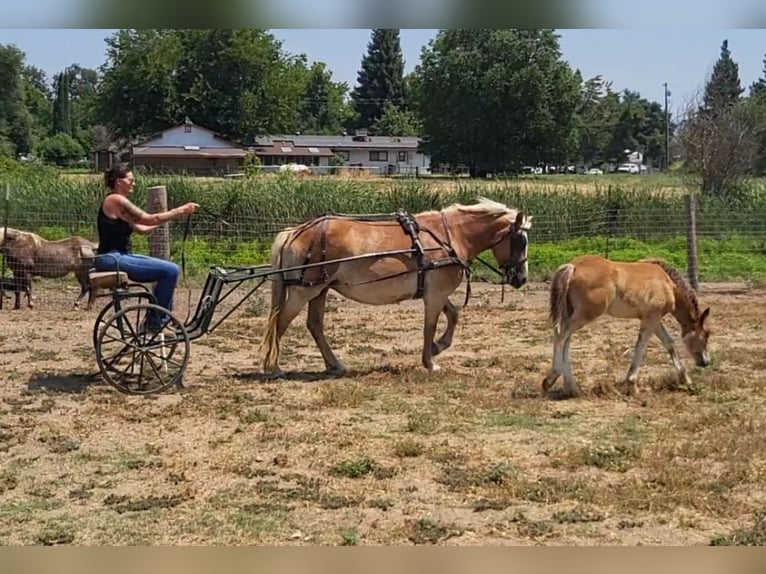 Haflinger / Avelignese Giumenta 18 Anni 142 cm Sauro scuro in Anderson