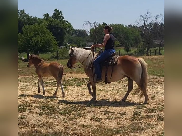 Haflinger / Avelignese Giumenta 18 Anni 142 cm Sauro scuro in Anderson