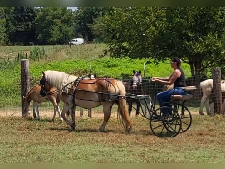 Haflinger / Avelignese Giumenta 18 Anni 142 cm Sauro scuro in Anderson