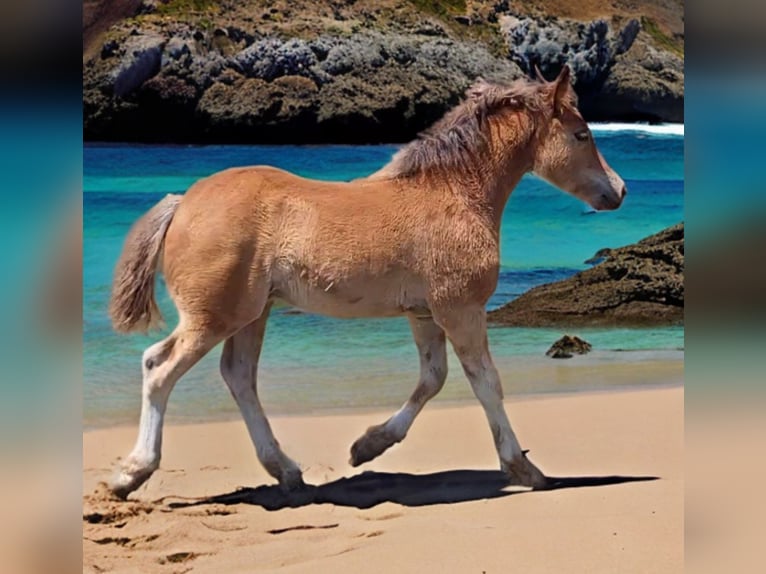 Haflinger / Avelignese Giumenta 18 Anni 142 cm Sauro scuro in Anderson