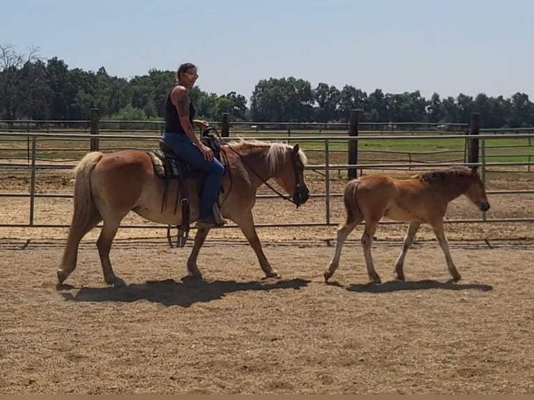 Haflinger / Avelignese Giumenta 18 Anni 142 cm Sauro scuro in Anderson