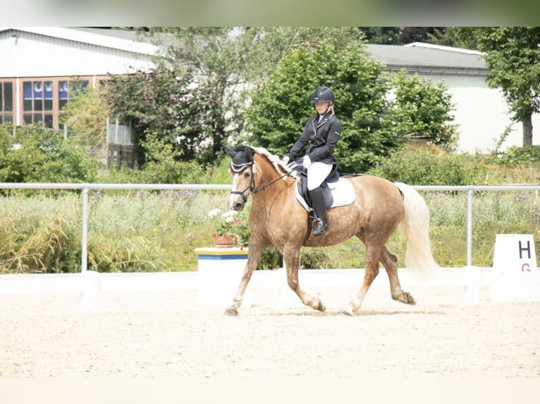 Haflinger / Avelignese Giumenta 18 Anni 145 cm Baio chiaro in Giengen an der Brenz