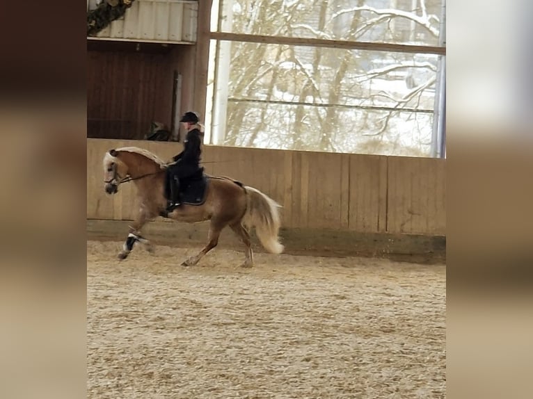 Haflinger / Avelignese Giumenta 18 Anni 145 cm Baio chiaro in Giengen an der Brenz