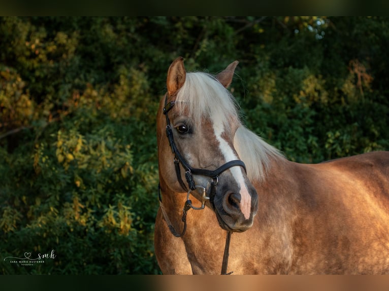 Haflinger / Avelignese Giumenta 18 Anni 145 cm Baio chiaro in Giengen an der Brenz