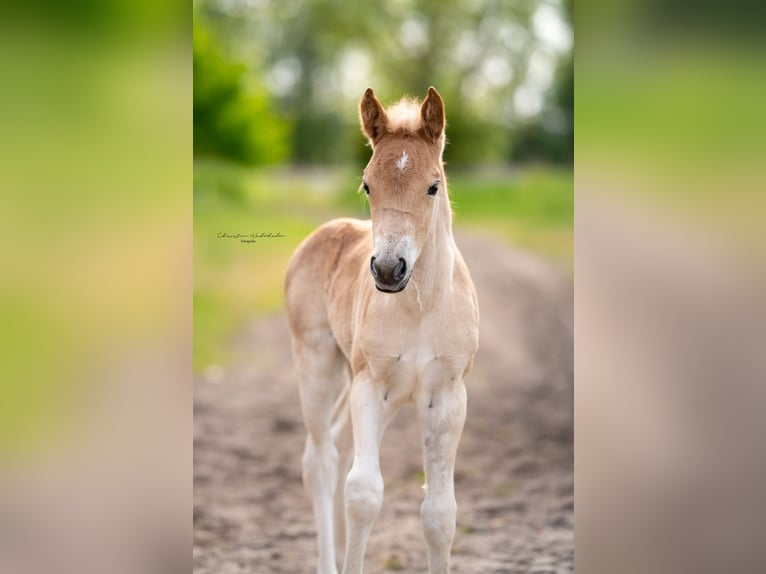 Haflinger / Avelignese Giumenta 18 Anni 147 cm Sauro in Trebbin