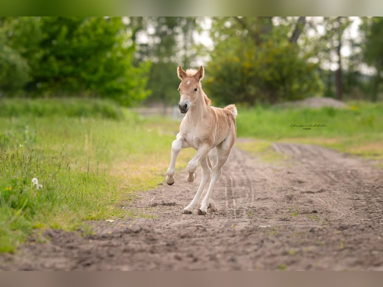 Haflinger / Avelignese Giumenta 18 Anni 147 cm Sauro in Trebbin