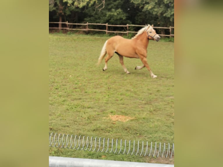 Haflinger / Avelignese Giumenta 19 Anni 152 cm Sauro in Vienenburg