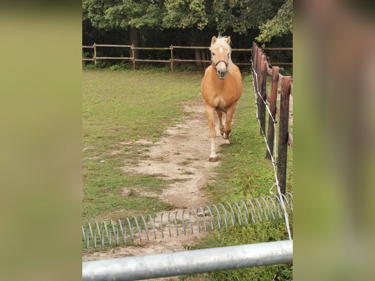 Haflinger / Avelignese Giumenta 19 Anni 152 cm Sauro in Vienenburg