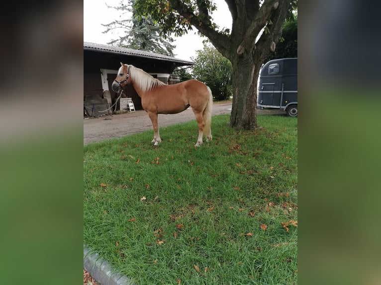 Haflinger / Avelignese Giumenta 19 Anni 152 cm Sauro in Vienenburg