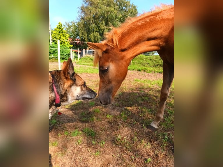 Haflinger / Avelignese Mix Giumenta 1 Anno 130 cm Sauro in Bredstedt