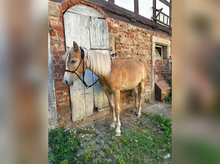 Haflinger / Avelignese Mix Giumenta 1 Anno 135 cm in Berga- Wünschendorf