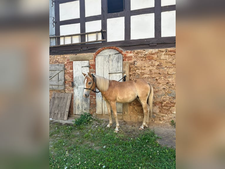 Haflinger / Avelignese Mix Giumenta 1 Anno 135 cm in Berga- Wünschendorf