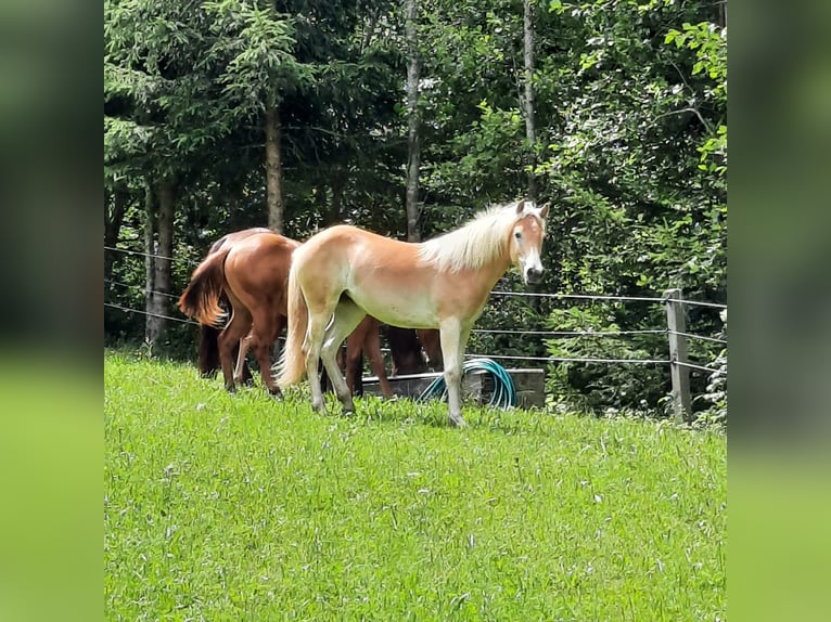 Haflinger / Avelignese Giumenta 1 Anno 145 cm Palomino in Steinach am Brenner