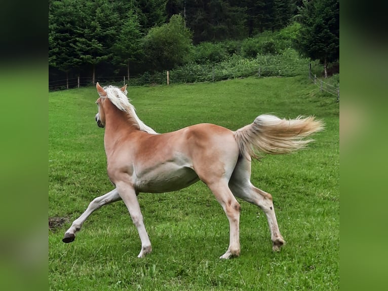 Haflinger / Avelignese Giumenta 1 Anno 145 cm Palomino in Steinach am Brenner